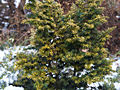 Tsuga canadensis Everitt's Golden IMG_4569 Choina kanadyjska